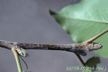 Pyrus calleryana 'Bradford'