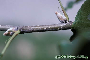 Pyrus calleryana 'Bradford'