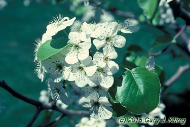 Pyrus calleryana 'Bradford'