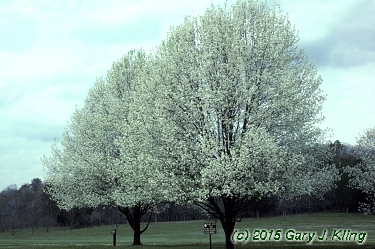Pyrus calleryana 'Bradford'