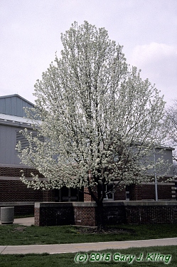 Pyrus calleryana 'Bradford'
