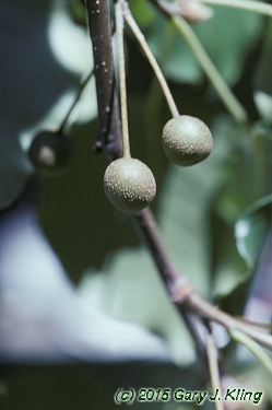 Pyrus calleryana 'Bradford'