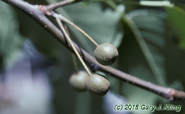 Pyrus calleryana 'Bradford'