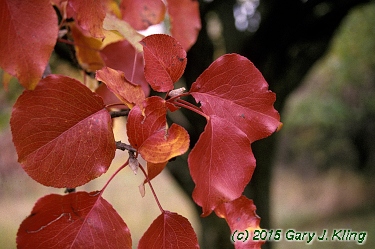 Pyrus calleryana 'Bradford'