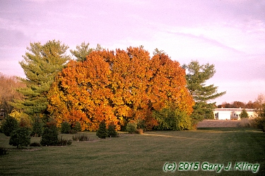Pyrus calleryana 'Bradford'