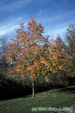 Pyrus calleryana 'Bradford'