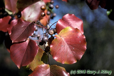 Pyrus calleryana 'Bradford'