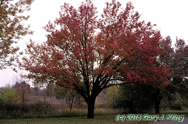 Pyrus calleryana 'Bradford'