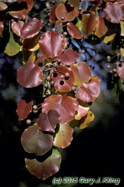 Pyrus calleryana 'Bradford'