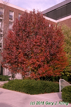 Pyrus calleryana 'Bradford'