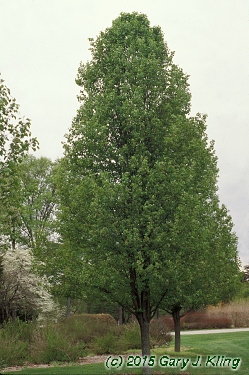 Pyrus calleryana 'Chanticleer'