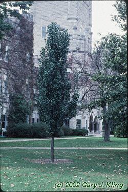 Pyrus calleryana 'Chanticleer'
