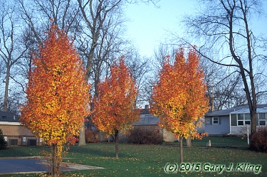 Pyrus calleryana 'Chanticleer'