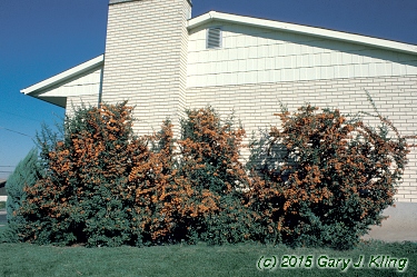 Pyracantha coccinea