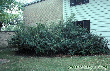 Pyracantha coccinea