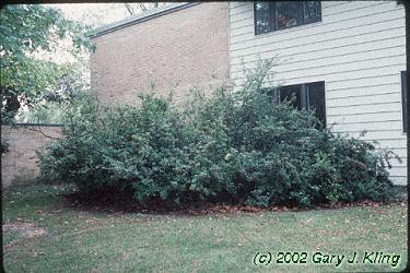 Pyracantha coccinea