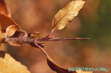 Pyracantha coccinea