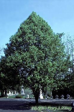 Pyrus calleryana 'Bradford'