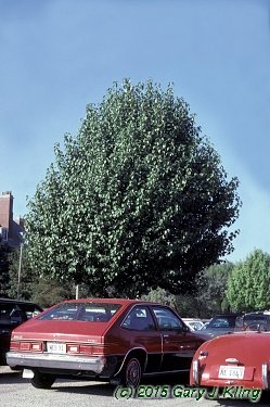 Pyrus calleryana 'Bradford'