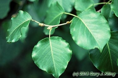 Pyrus calleryana 'Bradford'