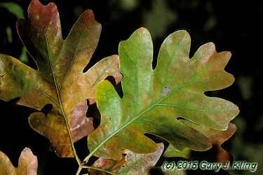 Quercus Alba Characteristics