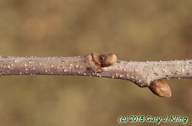 Quercus alba