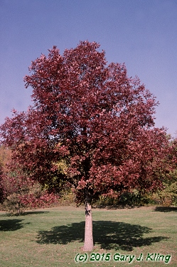 Quercus alba