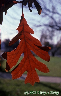 Quercus alba