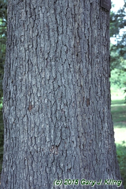 Quercus alba