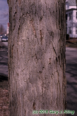 Quercus alba