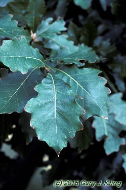 Quercus bicolor