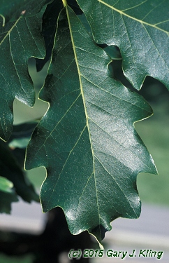 Quercus bicolor