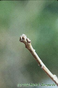 Quercus bicolor