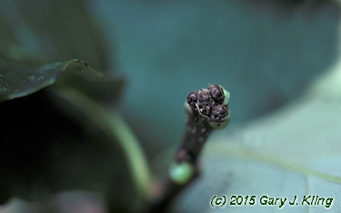 Quercus bicolor