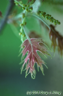 Quercus coccinea