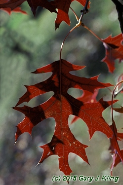 Quercus coccinea