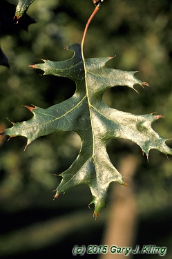 Quercus coccinea