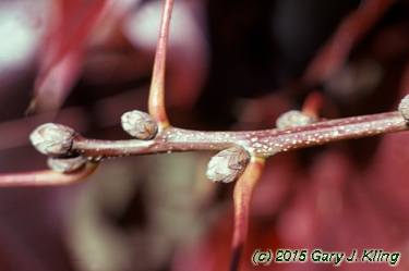 Quercus coccinea