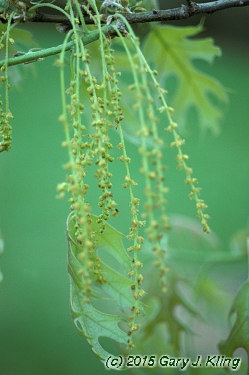 Quercus coccinea