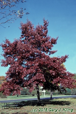 Quercus coccinea