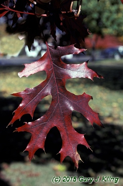 Quercus coccinea