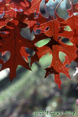 Quercus coccinea