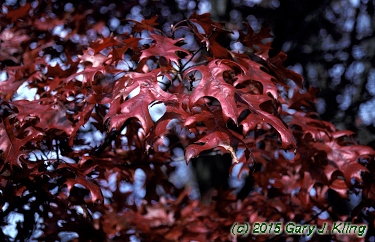 Quercus coccinea