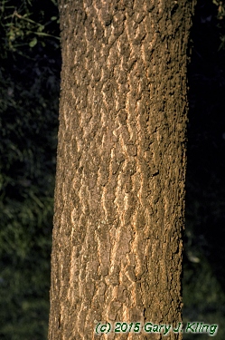 Quercus coccinea
