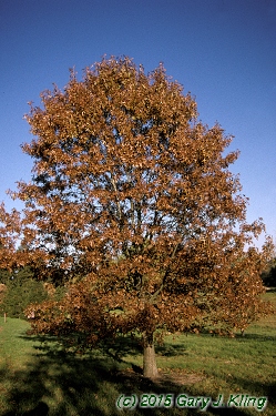 Quercus ellipsoidalis