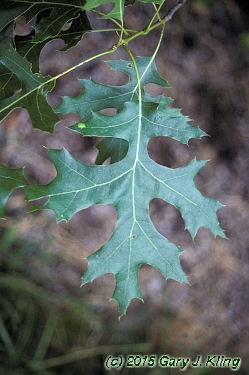 Quercus ellipsoidalis