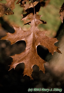 Quercus ellipsoidalis