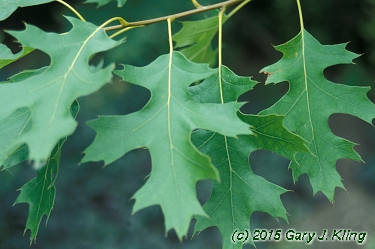 Quercus ellipsoidalis