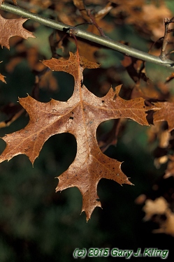 Quercus ellipsoidalis