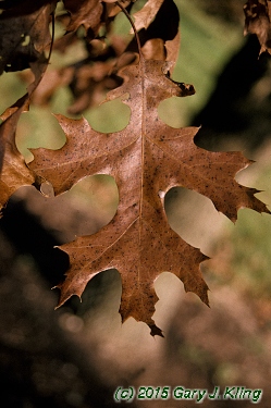 Quercus ellipsoidalis